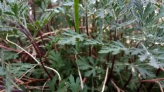 从艾草蜕变成艾条,一棵好艾草要走1119天